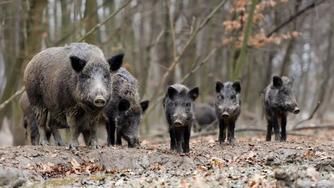 Peste porcine africaine : Agir pour prévenir
